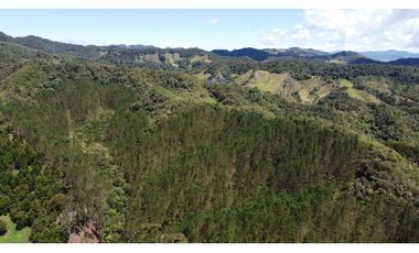Venta finca de 26 H con aguacate y pino en Pantanillo el Retiro