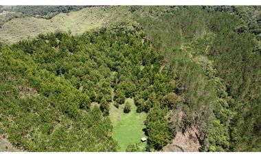 Venta finca de 26 H con aguacate y pino en Pantanillo el Retiro