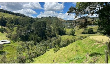 Venta finca de 26 H con aguacate y pino en Pantanillo el Retiro