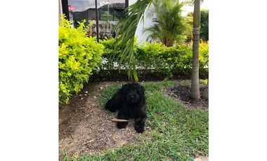 Venta finca Sopetran El gaitero, Antioquia