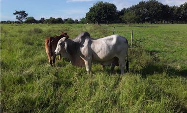 VENDO FINCA AGROPECUARIA COMPLETA O PARCIALMENTE EN AGUACHICA- CESAR