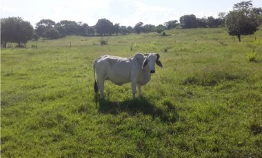 VENDO FINCA AGROPECUARIA COMPLETA O PARCIALMENTE EN AGUACHICA- CESAR