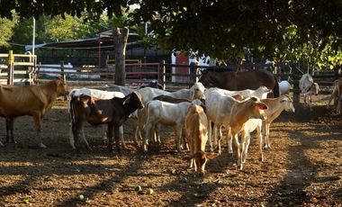 VENDO FINCA AGROPECUARIA COMPLETA O PARCIALMENTE EN AGUACHICA- CESAR