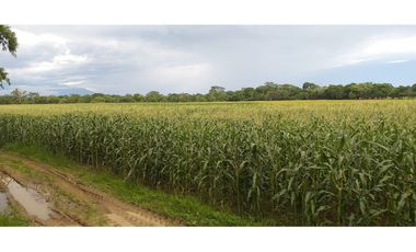 VENDO FINCA AGROPECUARIA COMPLETA O PARCIALMENTE EN AGUACHICA- CESAR
