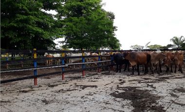 VENDO FINCA AGROPECUARIA COMPLETA O PARCIALMENTE EN AGUACHICA- CESAR