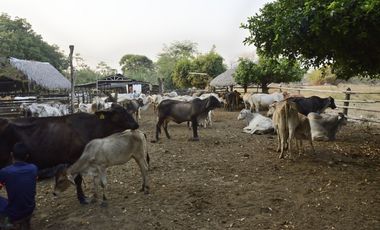 VENDO FINCA AGROPECUARIA COMPLETA O PARCIALMENTE EN AGUACHICA- CESAR