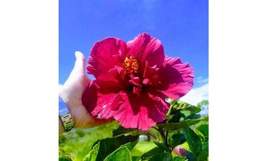 Venta casa campestre condominio La Sabaneta, Puente Nacional