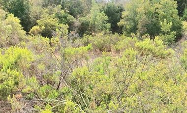 Parcela en Venta en pasado la Cuesta