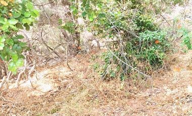 Parcela en Venta en pasado la Cuesta