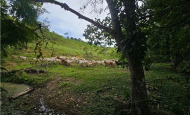 Se vende finca de 126 hectáreas en Metetí, Darién