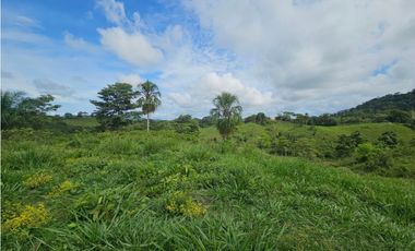 Se vende finca de 126 hectáreas en Metetí, Darién