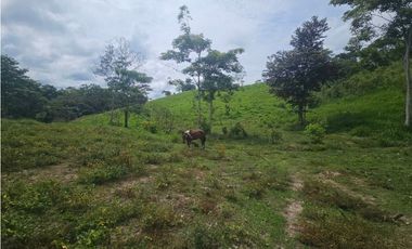 Se vende finca de 126 hectáreas en Metetí, Darién