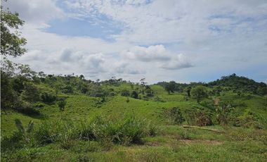 Se vende finca de 126 hectáreas en Metetí, Darién