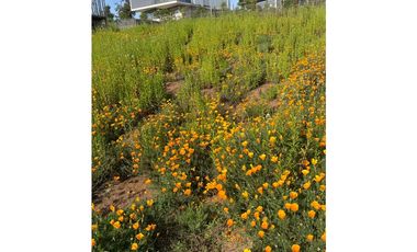 Vista Privilegiada en Los Pinos, Reñaca