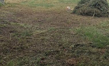 Terrenos a la venta con oportunidad para desarrollo en Pilar