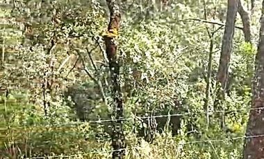 Terreno en venta en Los Cazos Mazamitla