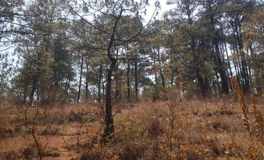 Terreno en venta en Los Cazos Mazamitla