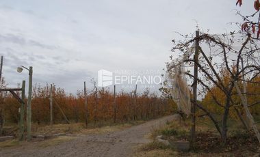 Venta - Chacra Excelente Producción - Contralmirante Cordero - R014