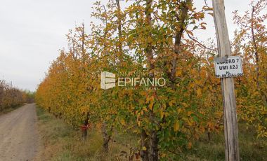 Venta - Chacra Excelente Producción - Contralmirante Cordero - R014