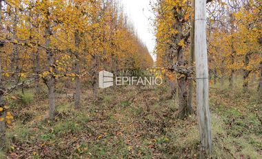 Venta - Chacra Excelente Producción - Contralmirante Cordero - R014