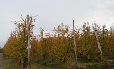 Venta - Chacra Excelente Producción - Contralmirante Cordero - R014