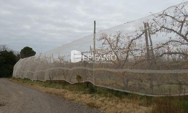 Venta - Chacra Excelente Producción - Contralmirante Cordero - R014