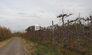 Venta - Chacra Excelente Producción - Contralmirante Cordero - R014