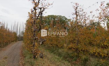 Venta - Chacra Excelente Producción - Contralmirante Cordero - R014
