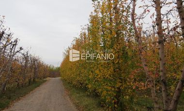 Venta - Chacra Excelente Producción - Contralmirante Cordero - R014