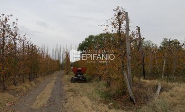 Venta - Chacra Excelente Producción - Contralmirante Cordero - R014