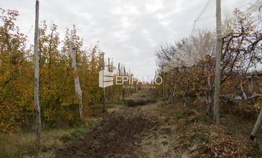 Venta - Chacra Excelente Producción - Contralmirante Cordero - R014
