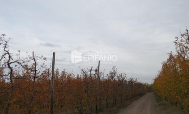 Venta - Chacra Excelente Producción - Contralmirante Cordero - R014
