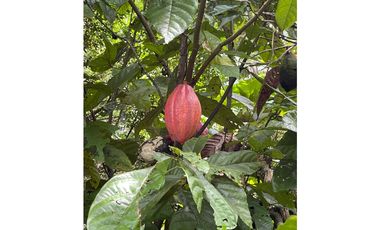 Venta finca Sierra Nevada via Ciudad Perdida
