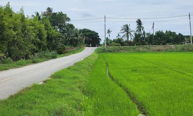 Land for sale in Wang Taku, Nakhon Pathom