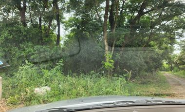 Land for sale in Wang Taku, Nakhon Pathom