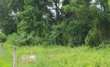 Land for sale in Wang Taku, Nakhon Pathom