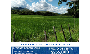 TERRENO-EL OLIVO DEL CAÑO DE NATA COCLE