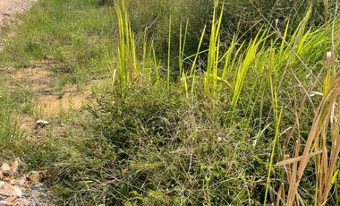 Land for sale in Rai Mai Phatthana, Phetchaburi