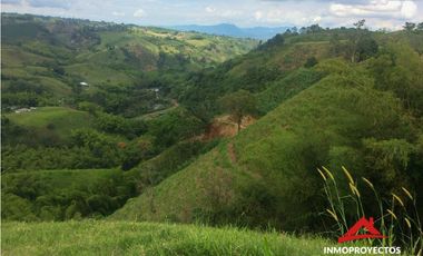 Finca ganadera en Arabia, Pereira