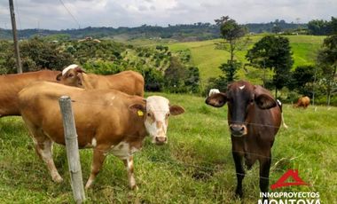 Finca ganadera en Arabia, Pereira