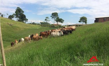 Finca ganadera en Arabia, Pereira