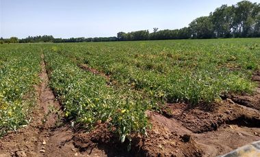 Parcela en Venta en Panimávida PC 29, Colbun, Linares