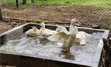 Venta de Finca en Bejuco de Chame, Panamá Oeste