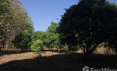 Land for sale in Wiang, Chiang Rai