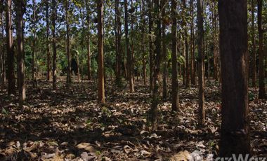 Land for sale in Wiang, Chiang Rai
