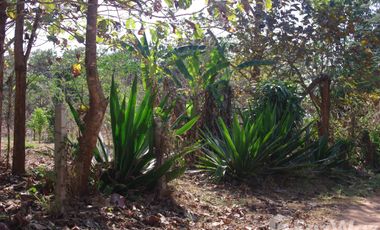 Land for sale in Wiang, Chiang Rai