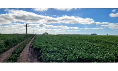Se vende espectacular campo de 32 hectáreas en Otamendi.
