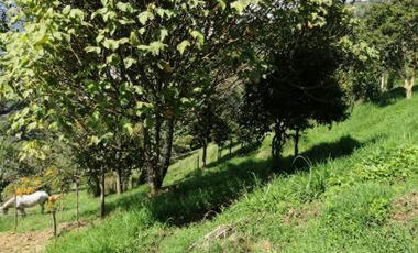 Lote en Parcelacion San Jose de Las Aguas-La Estrella Antioquia