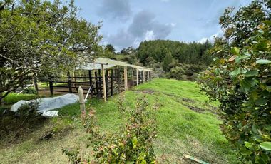 VENTA DE FINCA EN GUARNE
