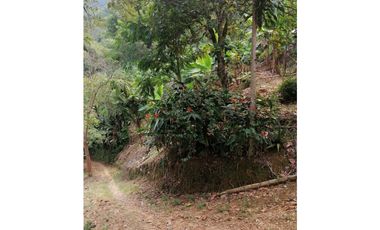 Venta Finca Buenavista Quindio COD: 3101216